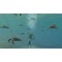 Juego Nintendo Switch Endless Ocean: Luminous image number null