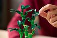 LEGO Botanicals: Bamb&uacute; de la Suerte, 325 Piezas (10344) image number null
